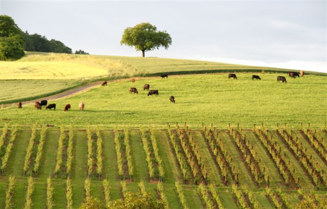 Vigne villars-Ste-Croix